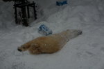 10022012_Hokkaido_旭川市旭山動物園The Polar Bear00007