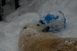 10022012_Hokkaido_旭川市旭山動物園The Polar Bear00008