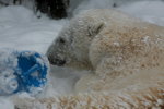 10022012_Hokkaido_旭川市旭山動物園The Polar Bear00010