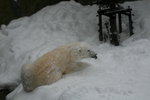 10022012_Hokkaido_旭川市旭山動物園The Polar Bear00011