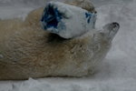 10022012_Hokkaido_旭川市旭山動物園The Polar Bear00012