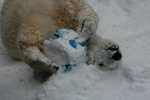 10022012_Hokkaido_旭川市旭山動物園The Polar Bear00013