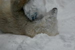 10022012_Hokkaido_旭川市旭山動物園The Polar Bear00014