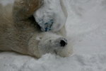 10022012_Hokkaido_旭川市旭山動物園The Polar Bear00015