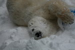 10022012_Hokkaido_旭川市旭山動物園The Polar Bear00016