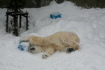 10022012_Hokkaido_旭川市旭山動物園The Polar Bear00017
