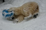 10022012_Hokkaido_旭川市旭山動物園The Polar Bear00018
