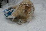 10022012_Hokkaido_旭川市旭山動物園The Polar Bear00019