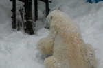10022012_Hokkaido_旭川市旭山動物園The Polar Bear00020
