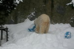 10022012_Hokkaido_旭川市旭山動物園The Polar Bear00021