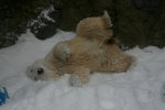 10022012_Hokkaido_旭川市旭山動物園The Polar Bear00023