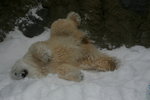 10022012_Hokkaido_旭川市旭山動物園The Polar Bear00024