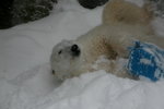 10022012_Hokkaido_旭川市旭山動物園The Polar Bear00025