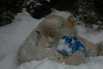 10022012_Hokkaido_旭川市旭山動物園The Polar Bear00026