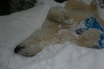 10022012_Hokkaido_旭川市旭山動物園The Polar Bear00027
