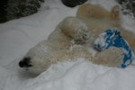 10022012_Hokkaido_旭川市旭山動物園The Polar Bear00028