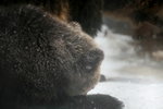 10022012_Hokkaido_旭川市旭山動物園_Black Bear00001