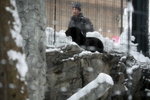 10022012_Hokkaido_旭川市旭山動物園_Black Panther00001