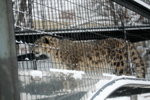 10022012_Hokkaido_旭川市旭山動物園_Leopard00001