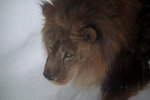 10022012_Hokkaido_旭川市旭山動物園_Lion00007