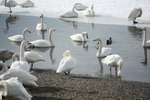 11022012_Hokkaido_屈斜路湖砂湯白鳥飛來地00035