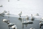 11022012_Hokkaido_屈斜路湖砂湯白鳥飛來地00036