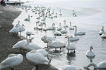 11022012_Hokkaido_屈斜路湖砂湯白鳥飛來地00045