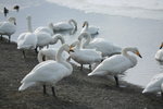 11022012_Hokkaido_屈斜路湖砂湯白鳥飛來地00049