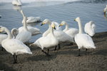 11022012_Hokkaido_屈斜路湖砂湯白鳥飛來地00050