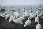 11022012_Hokkaido_屈斜路湖砂湯白鳥飛來地00052