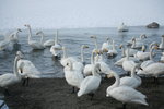 11022012_Hokkaido_屈斜路湖砂湯白鳥飛來地00053