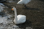 11022012_Hokkaido_屈斜路湖砂湯白鳥飛來地00054