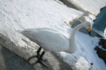 11022012_Hokkaido_屈斜路湖砂湯白鳥飛來地00055