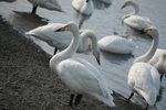 11022012_Hokkaido_屈斜路湖砂湯白鳥飛來地00056