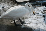 11022012_Hokkaido_屈斜路湖砂湯白鳥飛來地00057