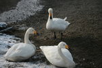 11022012_Hokkaido_屈斜路湖砂湯白鳥飛來地00058