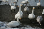 11022012_Hokkaido_屈斜路湖砂湯白鳥飛來地00060
