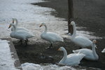 11022012_Hokkaido_屈斜路湖砂湯白鳥飛來地00061