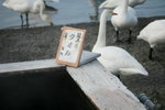 11022012_Hokkaido_屈斜路湖砂湯白鳥飛來地00062