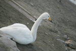 11022012_Hokkaido_屈斜路湖砂湯白鳥飛來地00064