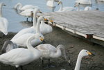 11022012_Hokkaido_屈斜路湖砂湯白鳥飛來地00066