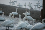 11022012_Hokkaido_屈斜路湖砂湯白鳥飛來地00067