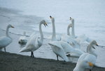 11022012_Hokkaido_屈斜路湖砂湯白鳥飛來地00068