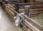 12022012_Hokkaido_Momin Farm00002