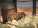 12022012_Hokkaido_Momin Farm00003