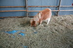 12022012_Hokkaido_Momin Farm00035