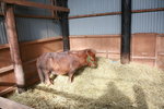 12022012_Hokkaido_Momin Farm00036