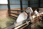 12022012_Hokkaido_Momin Farm00043