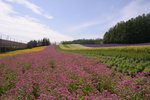 26072018_Nikon D800_19th Round to Hokkaido_Furano Tomita Farm_Irodorihatake00003