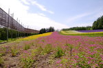 26072018_Nikon D800_19th Round to Hokkaido_Furano Tomita Farm_Irodorihatake00019